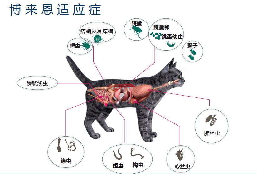  怎么预防宠物传染病 