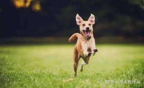 如何延长宠物的寿命呢 如何延长宠物的寿命呢