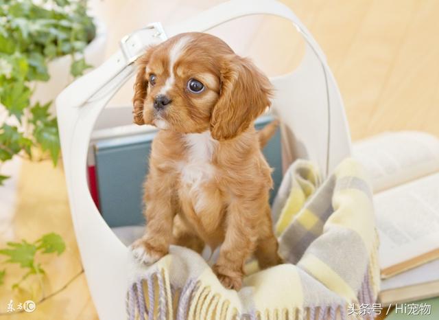 如何延长宠物的寿命呢 如何延长宠物的寿命呢