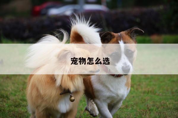 宠物怎么选