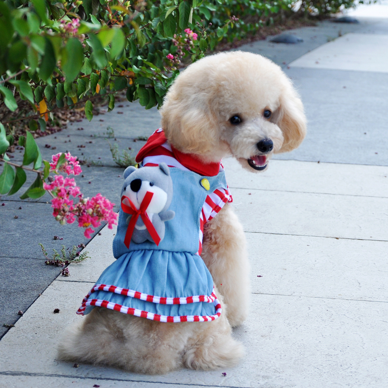 宠物狗需要穿衣服吗 宠物狗需要穿衣服吗